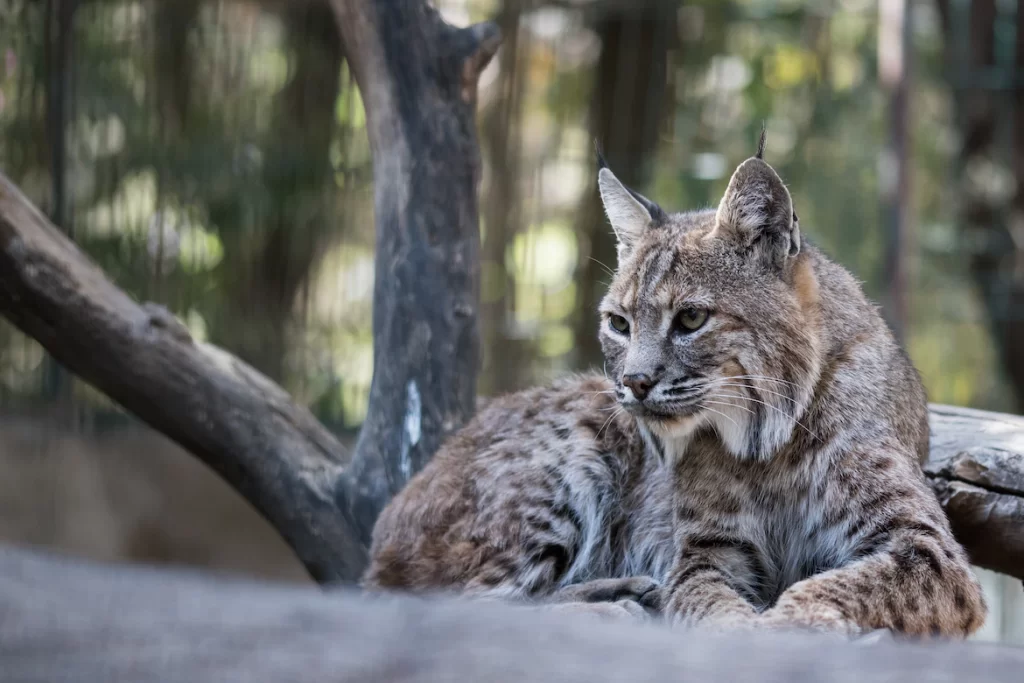 This article is an introduction to bobcats in general. Readers will understand the brief history of bobcats and what their characteristics and behaviors are before making decision to keep bobcats as pets.