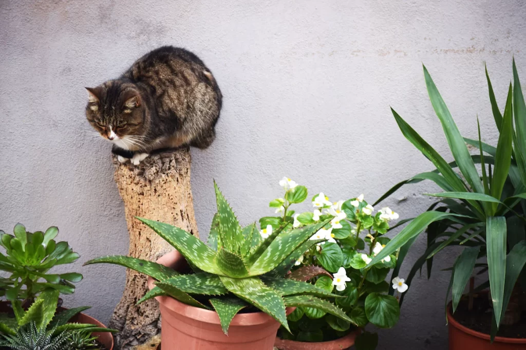 this article will show cat owners what plants that are dangerous to cat and what to watch out for when they raise a cat indoor and have plants inside.