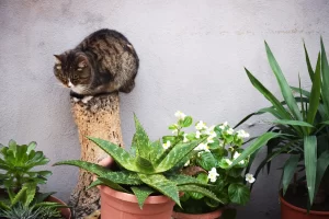plants that are dangerous to cats
