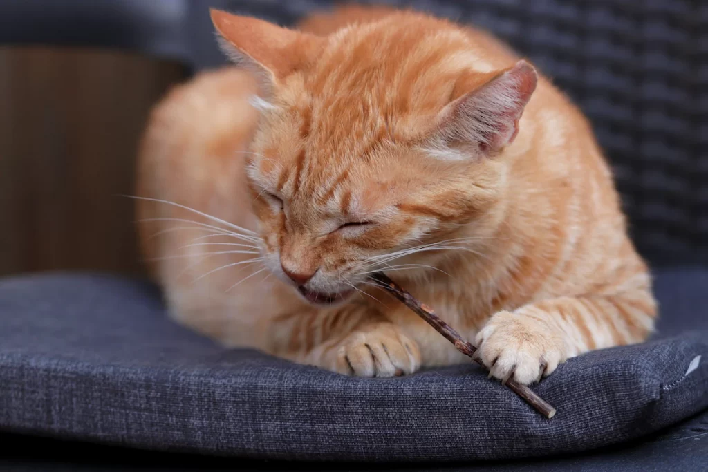 This article explains to you what catnip is and what the best catnip toys for cats are out there. You will also learn about the product features, pros and cons, and how to pick the best catnip toys for cats.