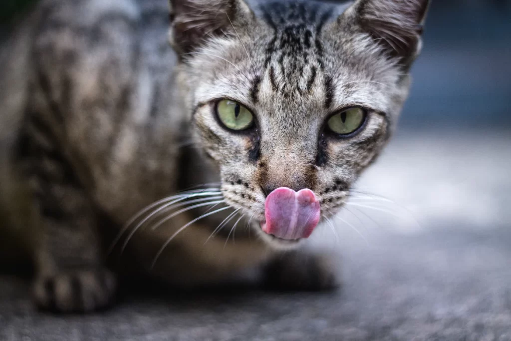 This article shows some of the best lickable cat treats products in the market. Cat owners will also learn how to choose the best lickable cat treats, benefits and key features of each product.