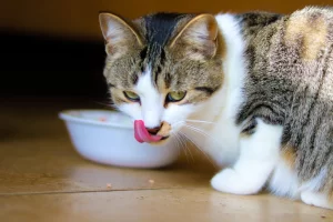 best low calorie cat treats