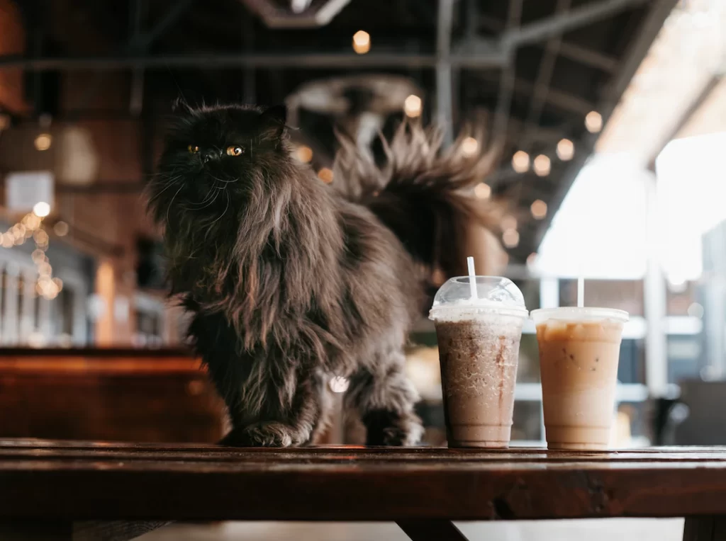 this article will explain to you can cats drink chocolate milk. Chocolate is toxic to cats and you should avoid feeding your cats chocolate milk. The article will also explain what happen if your cat consumes chocolate milk and what you should do if your cat drinks chocolate milk.