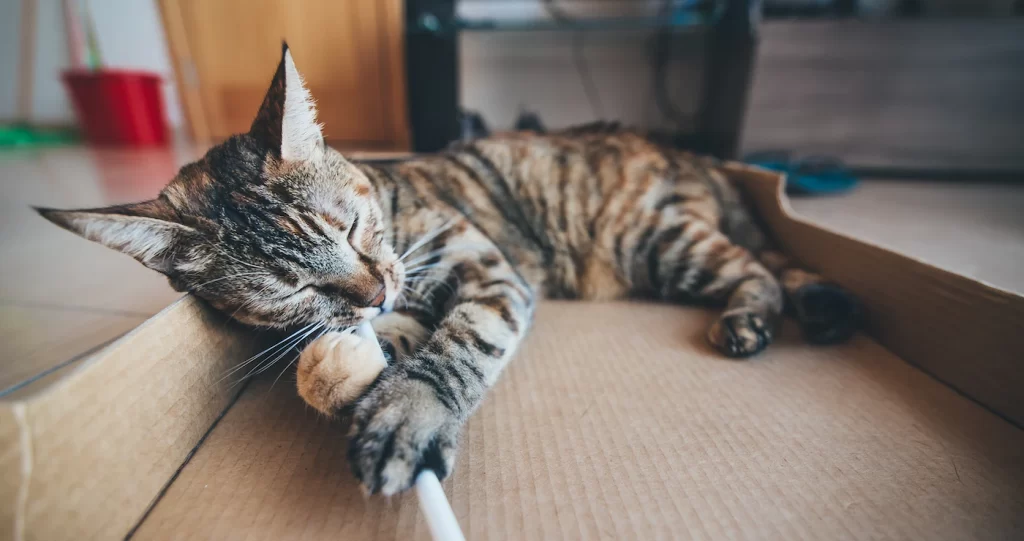Can cats eat ice cream? Yes you can give your cat a small amount but if cats eat ice cream a lot, it become unhealthy to your cats because ice cream contain large amount of sugar and fat. Ice cream is made of dairy product which adult cats cannot consume. 