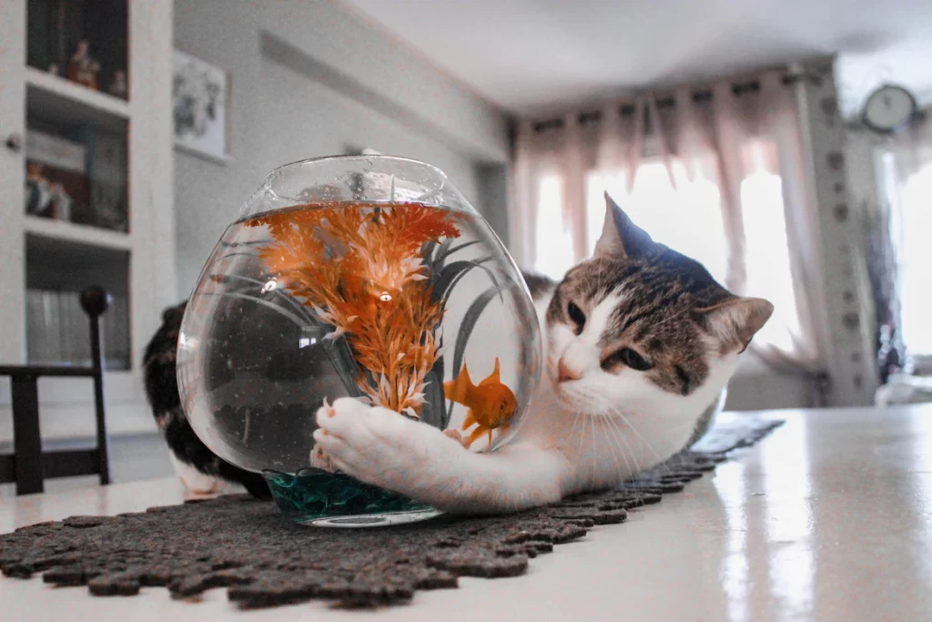 Can cats eat raw fish? This article will explain why you should not give your cat raw fish. Raw fish can contain bacteria and worms that can cause digestive issues to your cat. However fish is a nutritious food to cats, and we will explain to you how to give fish to your cat safely.