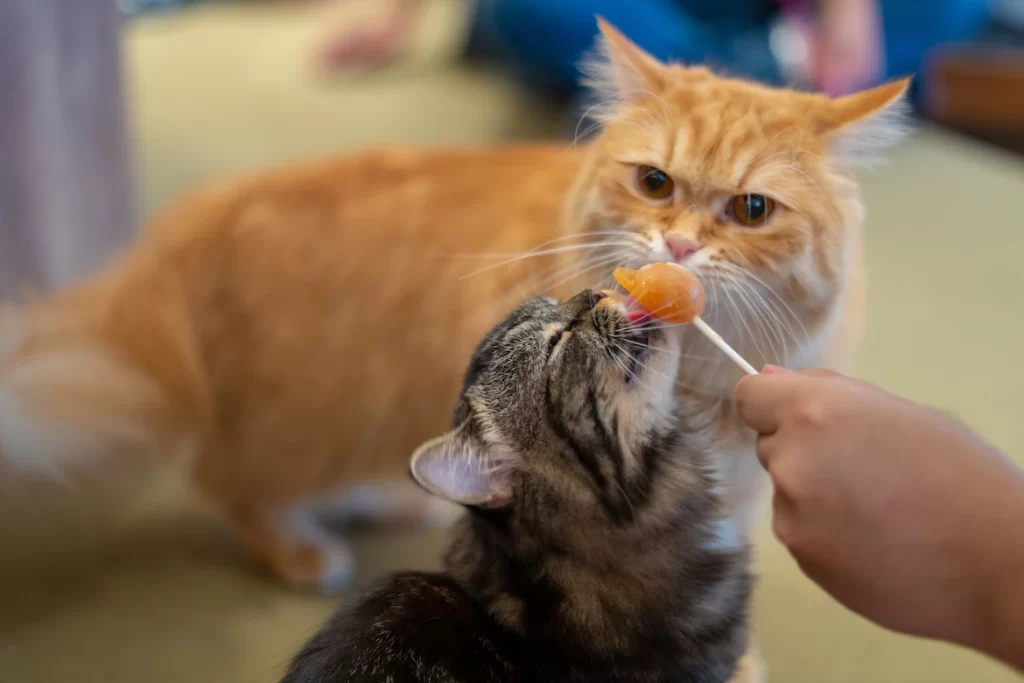 Can cats taste spicy food? No, cats are not capable of tasting the spiciness that is present in food. This article also points out that what spices are toxic to cats and what you should do if your cats consume too spicy food.