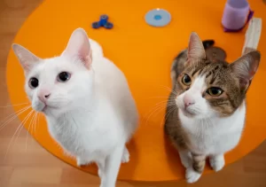 can two cats share one litter box