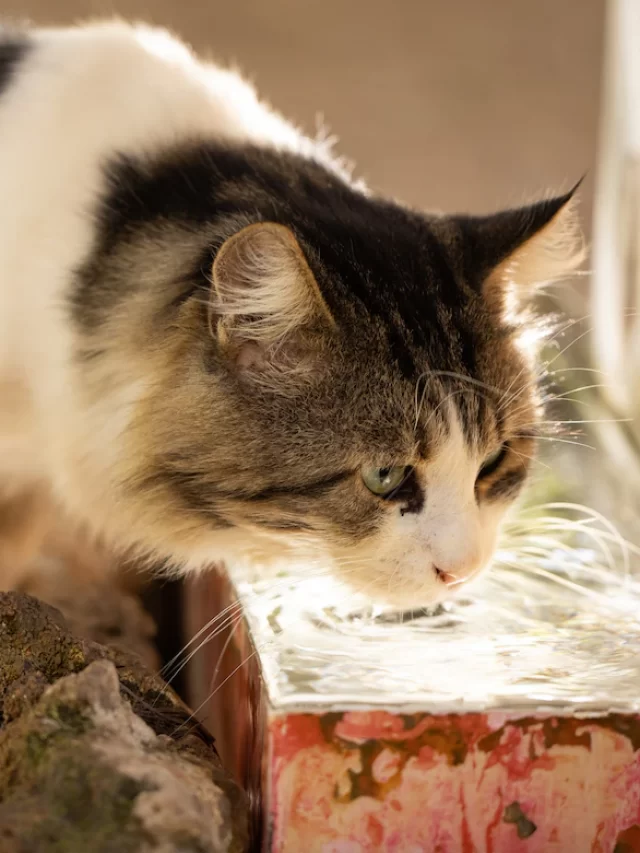 How Long Can A Cat Survive Without Food And Water