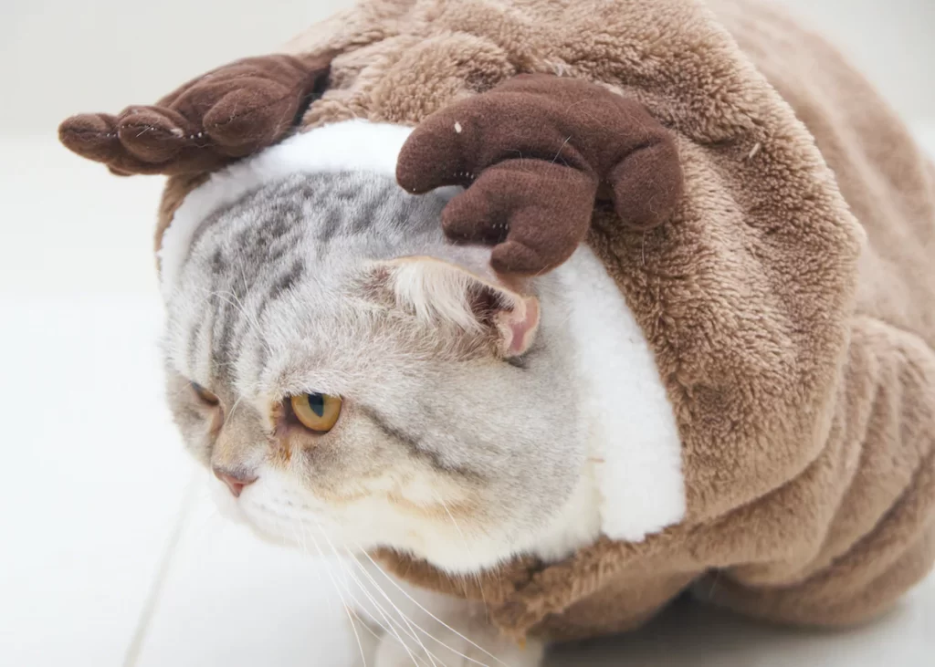Halloween is approaching. In this article, we review some of the cute Halloween costumes for cats. You will be able to pick the costumes you like from our list and also some tips on how to choose costumes for your cats.