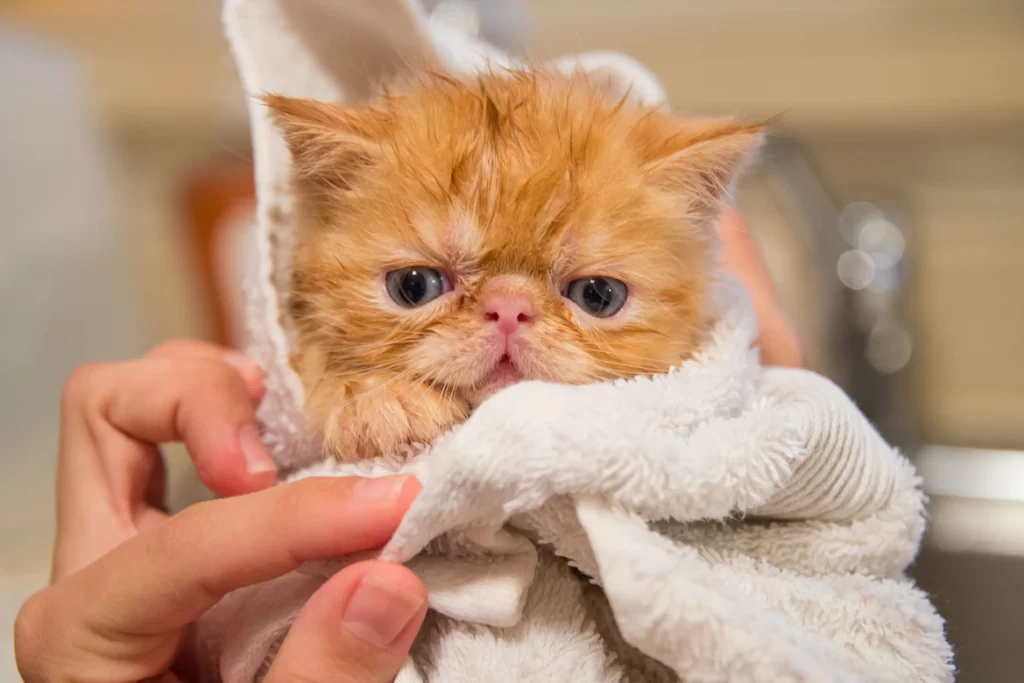 This article gives you detail instruction of "how to give my cat a bath?". You will learn how to deal with cats who are afraid of water and what to do to avoid being scratched. Also you will learn the importance of giving your cat a bath sometimes.