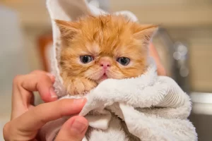 how to give my cat a bath