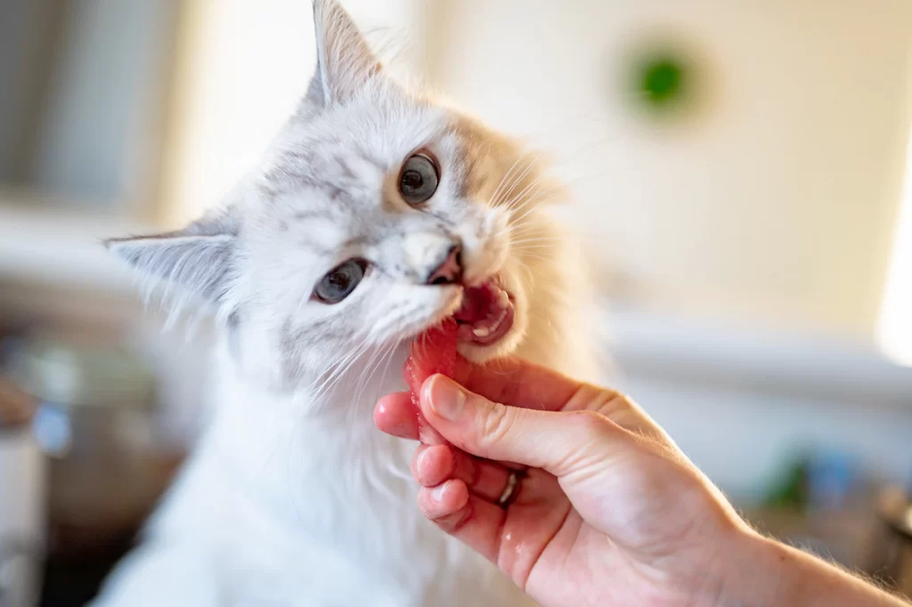 This article shows you some simple homemade cat treats that are healthy for your cat. You will also learn that why sometimes making your own treats is better than buying treats in the store. 