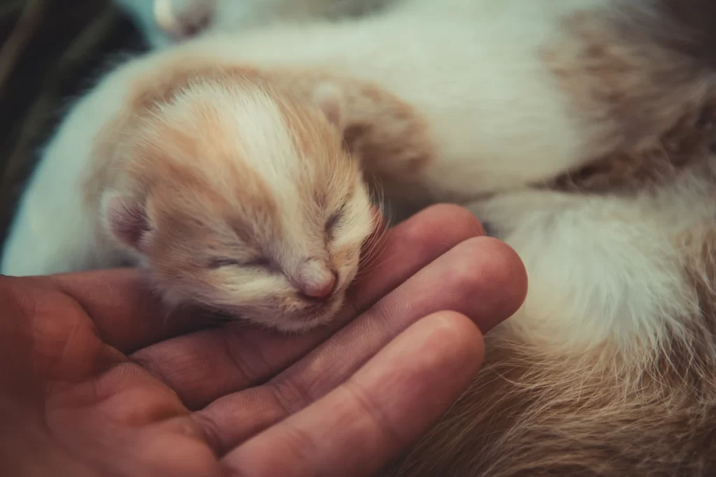 This article shows you different reasons to the question: why do cats eat their babies? You will also learn if a male cat will eat its own babies and is it safe to have newborn kittens around adult cats.