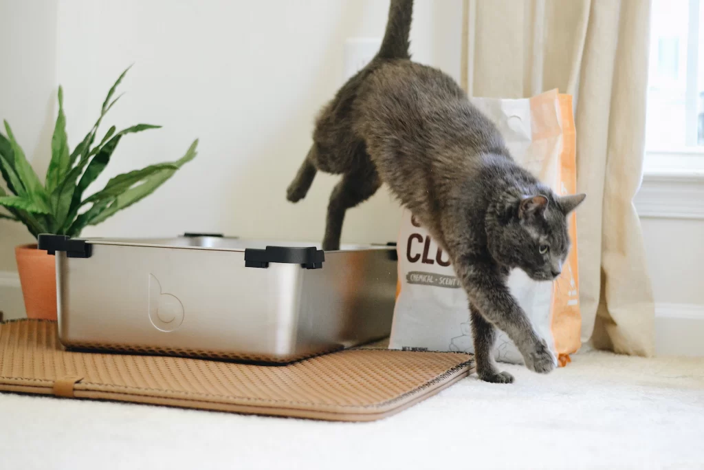 This article shows you different reasons to the question why has my cat stopped using the litter box. Then you will also learn how to fix the situation. 