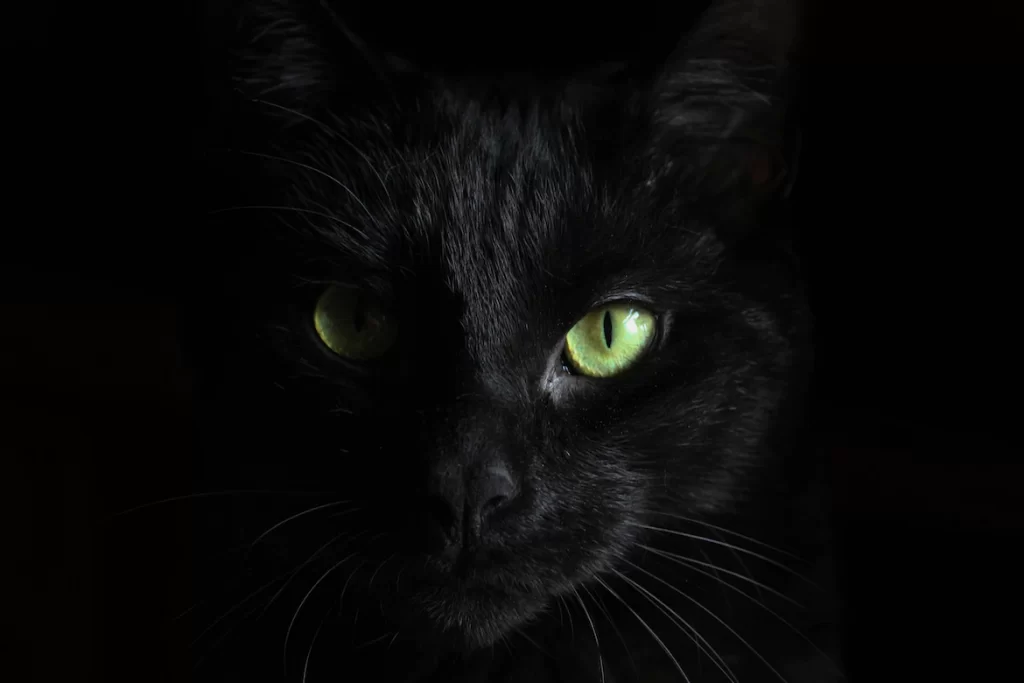 Are black cats bad luck? Black cats are not unlucky. They're just like any other type of cat. Despite this, they are treated differently due to superstition. Read the article to learn some facts and myths about black cats and where do the superstitions start.