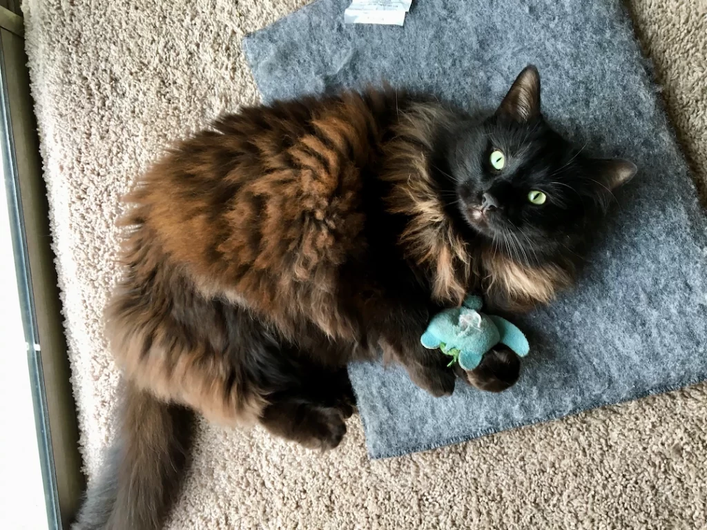 Cat owner will learn what are the best mice toys for cats in the market and what are their features, pros and cons. The article comes with a guide on how to choose the best mice toys for cats.