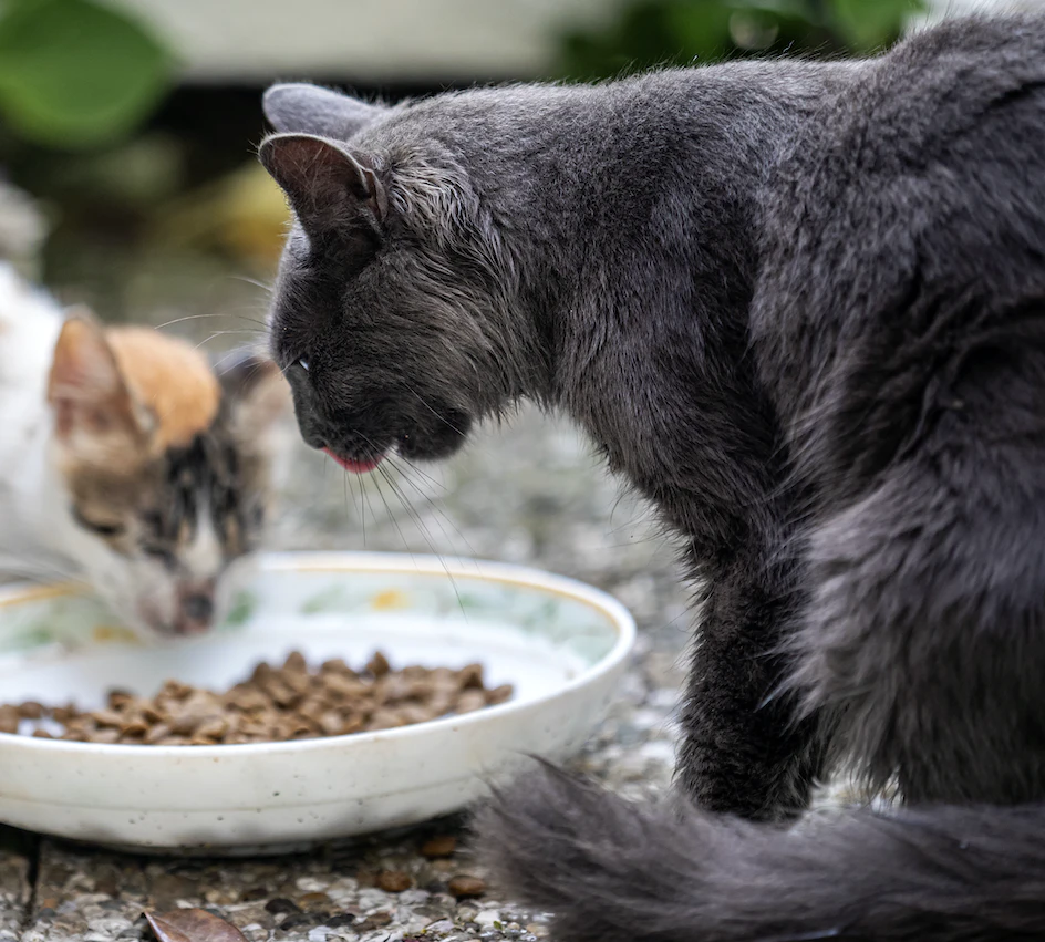 Can cats eat pork? Yes, cats can eat pork. . A small amount of pork fed to your cat on occasion will not cause any health issues. However, it is not the ideal option and might produce complications if used too frequently. Read the article to understand the nutritional value of pork and what are the risk if you feed your cats with raw pork.