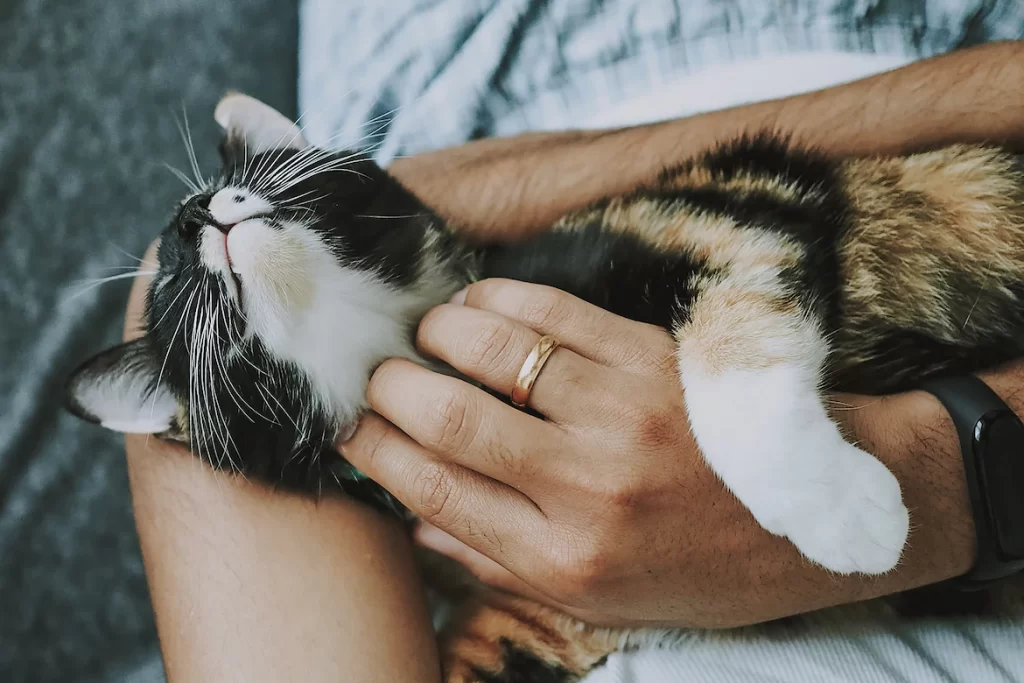 How cats choose their favorite person? It appears that a cat's favorite human is the one who has learnt the cat language the best. Read this article to understand how cats develop their bonds with human and how you can become your cat's favorite person