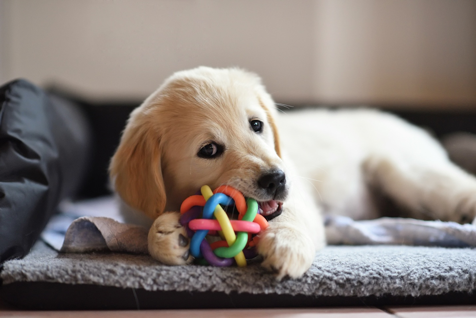 How To Choose The Right Dog Toys For Your Pet? There are many factors to consider from your dogs' age, texture and size of the toys. There are many different types of dog toys such as active toys, distraction toys, comfort toys and others.