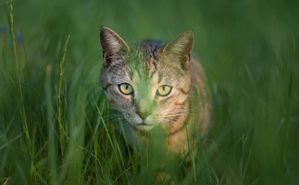 You might be wondering, is cat grass good for cats? The good news is that cat grass is perfectly safe. Cat grass will grow for around 2-3 months if you take care of it by keeping it in a bright area and watering it twice a week. It will thereafter perish. If you're growing it, give it to your cat when it's 3-4 inches tall.