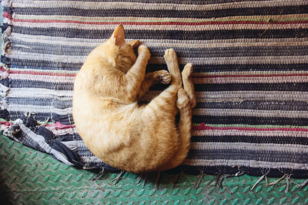 why do cats cover their face when they sleep? Cats cover their face while sleeping is because they feel safe, comfortable. It could be that they are blocking the light. There are many other reasons for this behavior which you will discover in this article.