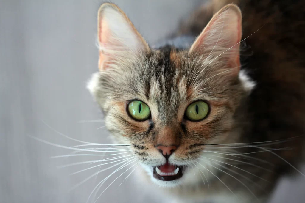 Why do cats meow at you? They could be responding to your communication or to say thank you, or to say hello or to show you their presence,...etc. The article points out total 10 different reasons for this behavior of cats.