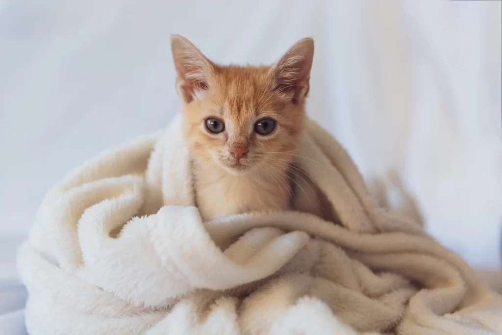 Why do cats nurse on blankets? Because it is in their instinct, or they might feel comfortable and secure when nursing on blankets. Read on this article to understand if you should be concerned when your cats continue sucking on blankets and what to do to stop this behavior.