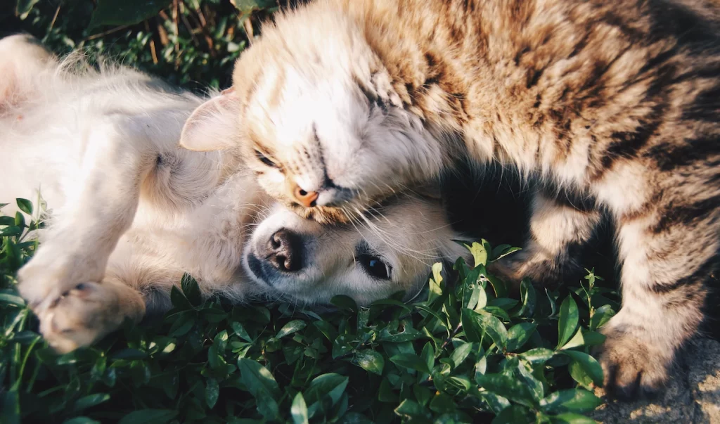 Why does my cat lick my dog? Because cats are excellent groomers. They take great pleasure in grooming not only themselves but also other members of their family. The article also shows if it hurts your dog if your cat lick it and what it means when your cat does not lick your dog.