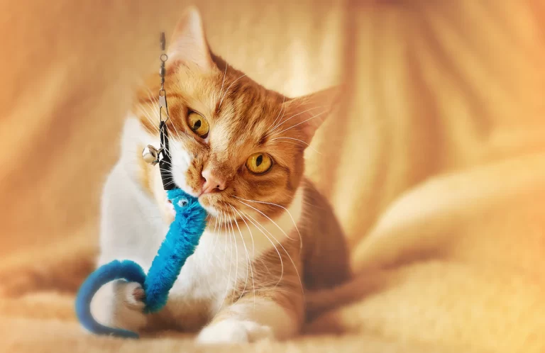 best cat chew toys French style