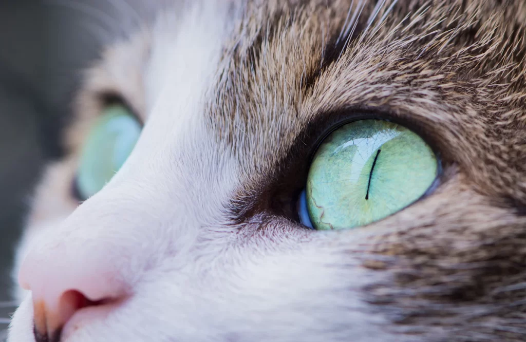 Discolorations of the white part of the eye, changes in the appearance of the eyelids, and the presence of eye discharge are symptoms of cat eye problems or unhealthy eyes. Furthermore, unhealthy eyes can have different-sized pupils (anisocoria). Cat eye infections are among the most common eye problems in cats. Pet parents should be familiar with their cats' normal eye appearance. They will be able to detect the presence of eye disorders much more easily this way.