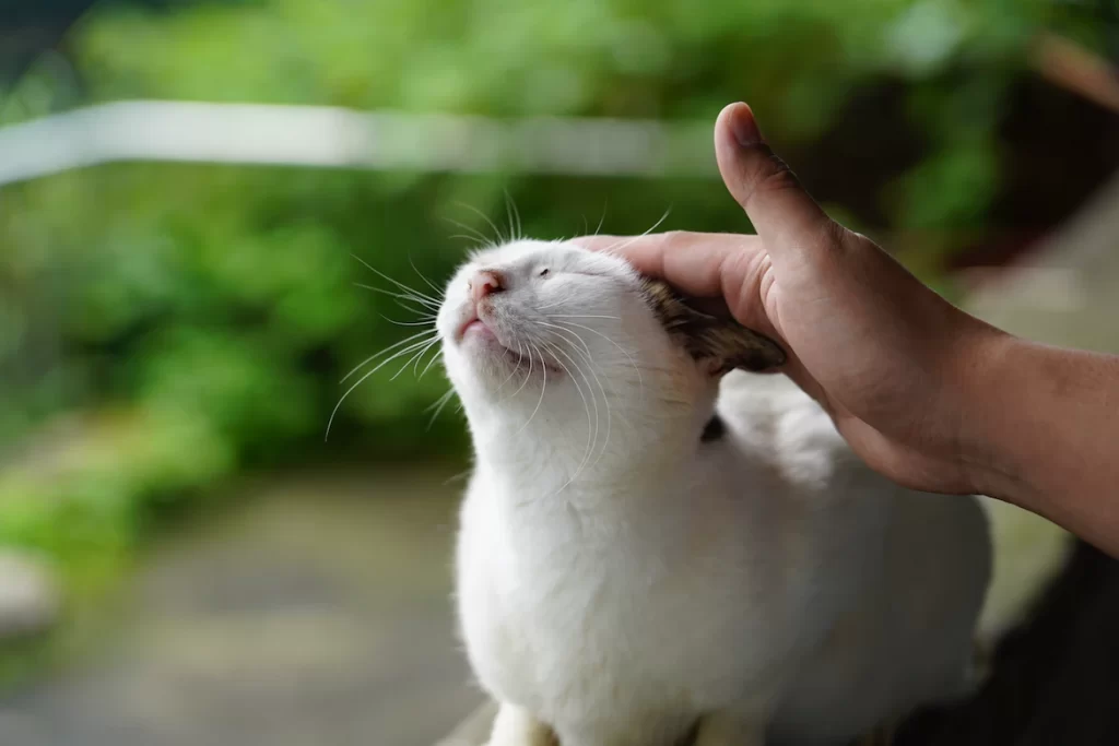 How to give your cat a massage? Most owners massage their cats to make them feel more relaxed, less anxious after a stressful incident