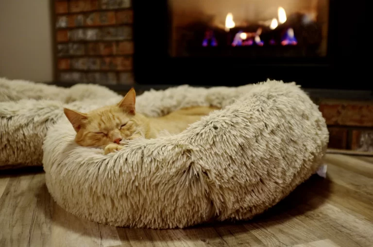 self warming cat beds