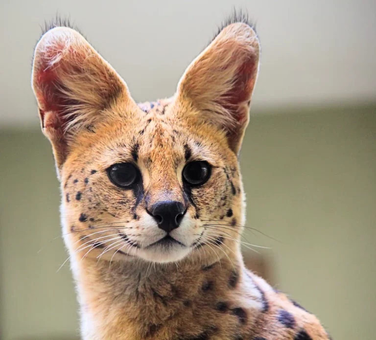 serval cat as a pet