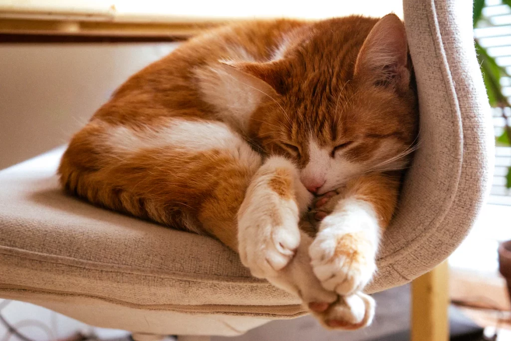 Why do cats curl up when they sleep? Cats sleep curled up because it keeps them warmer than lying flat. They expose less of their body's surface area to the surrounding air.