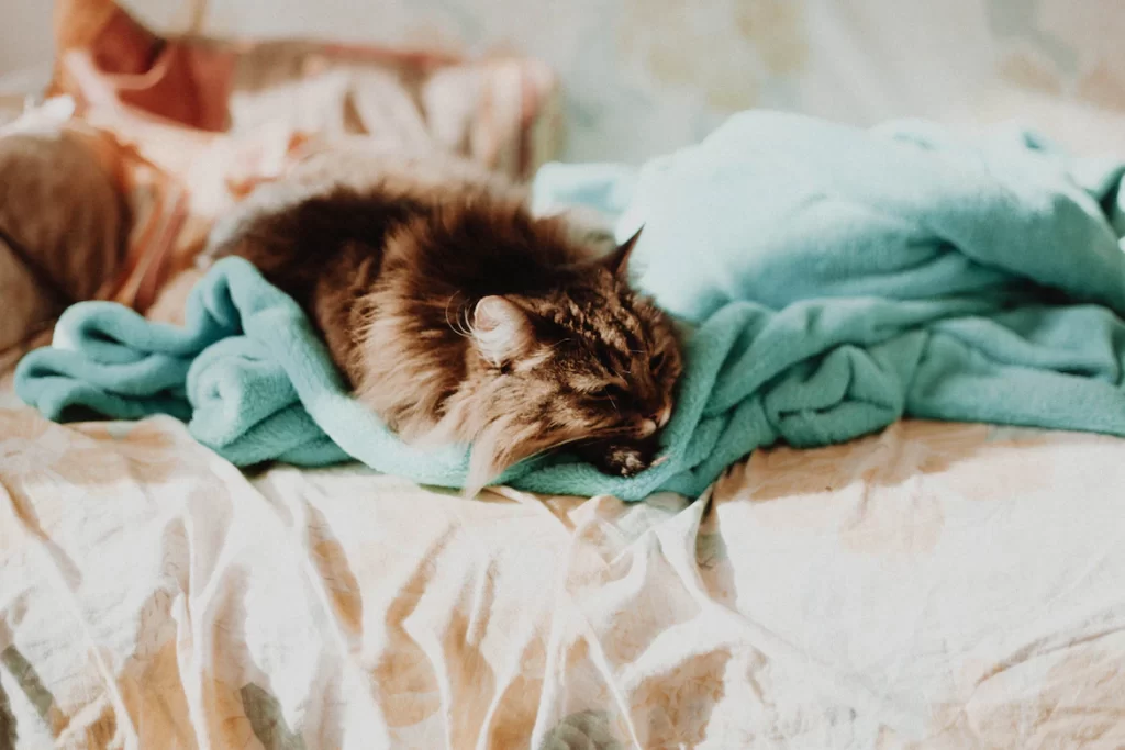 Why do cats knead blankets? While there are many things that cats do that may seem strange to us, blanket-kneading is definitely at the top of the list for most cat owners. It is an activity that many of their owners have never seen before, but it should not be something that will bother you.