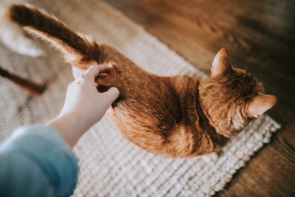 Why do cats raise their butts? The answer to why cats raise their butts is simple: they enjoy being scratched. 