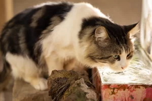 why don't cats like water