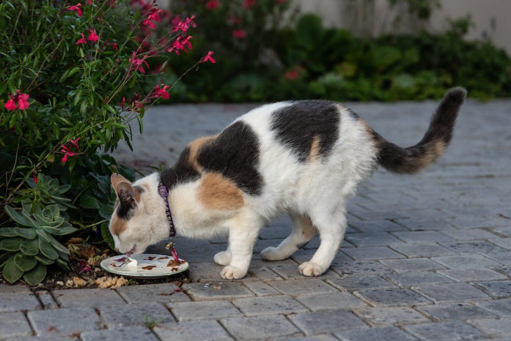 Blue Tastefuls cat food is an excellent choice. It is one of the 6 product lines of Blue Buffalo which is among the top companies offering high-quality foods for kittens and mature cats.