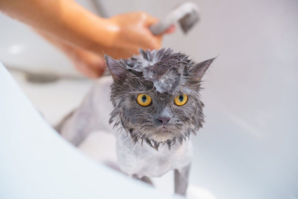 Photo of me using the best shampoo for cats with dandruff on my cat Max
