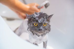 top shampoo for cats with dandruff