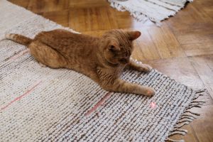 best laser toys for cats