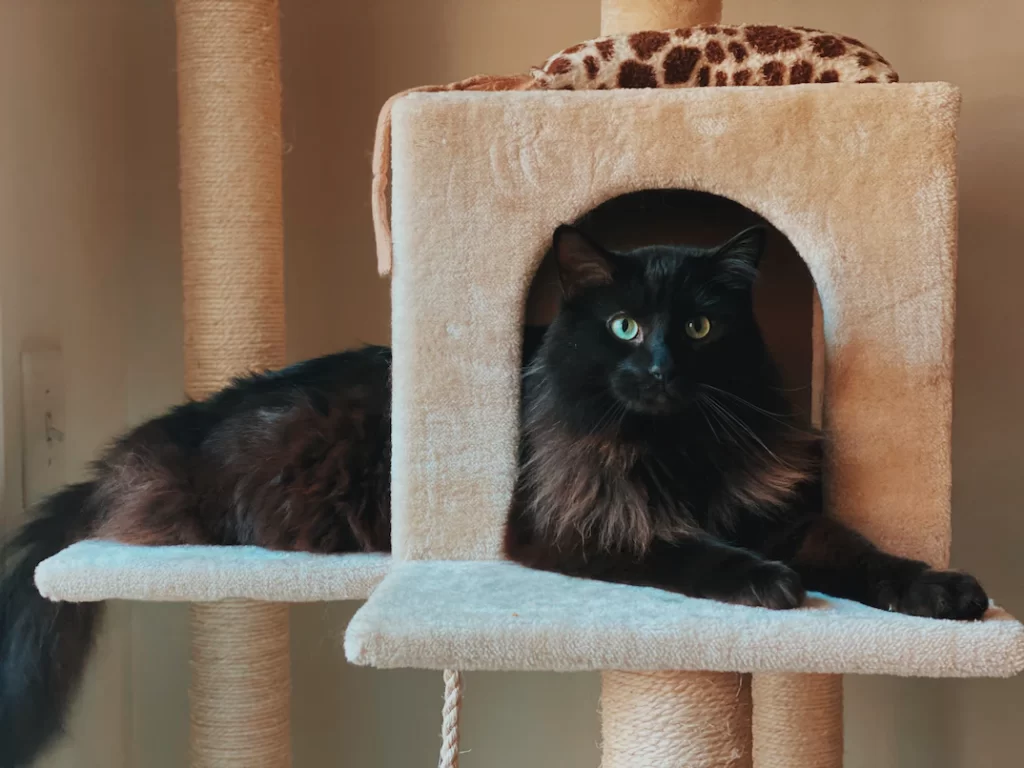 Photo of my cat Max sitting on one of the best quality cat trees that I bought last summer