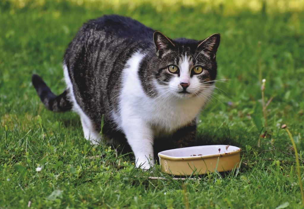 Blue basics cat food offers premium dry and wet food choices plus, they have several alternatives to choose from.