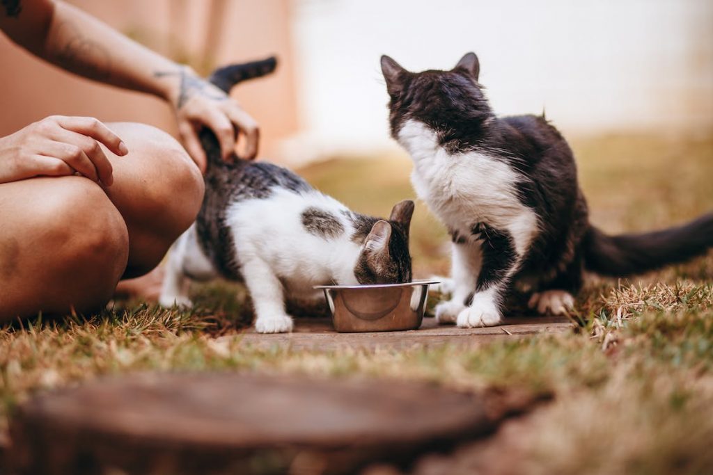 In this article, we will discuss 4 different cat food types under Blue True Solutions product line, its key feature, pros and cons of the products. After reading this article, we hope that you will be able to determine which Blue True Solutions cat food product is suitable for your cat.