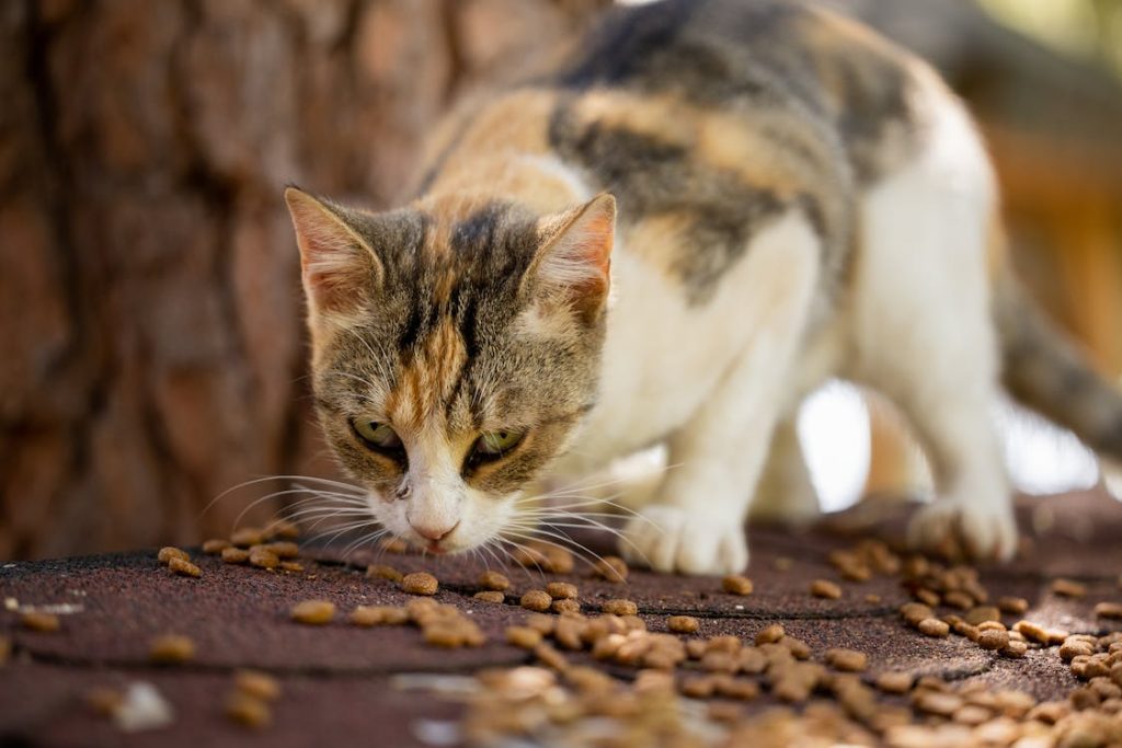 Blue Wilderness Cat Food offers a variety of wet and dry food options and treats for cats. The food is designed for cats of all ages, and they have other benefits including weight management and hairball control formulas. 