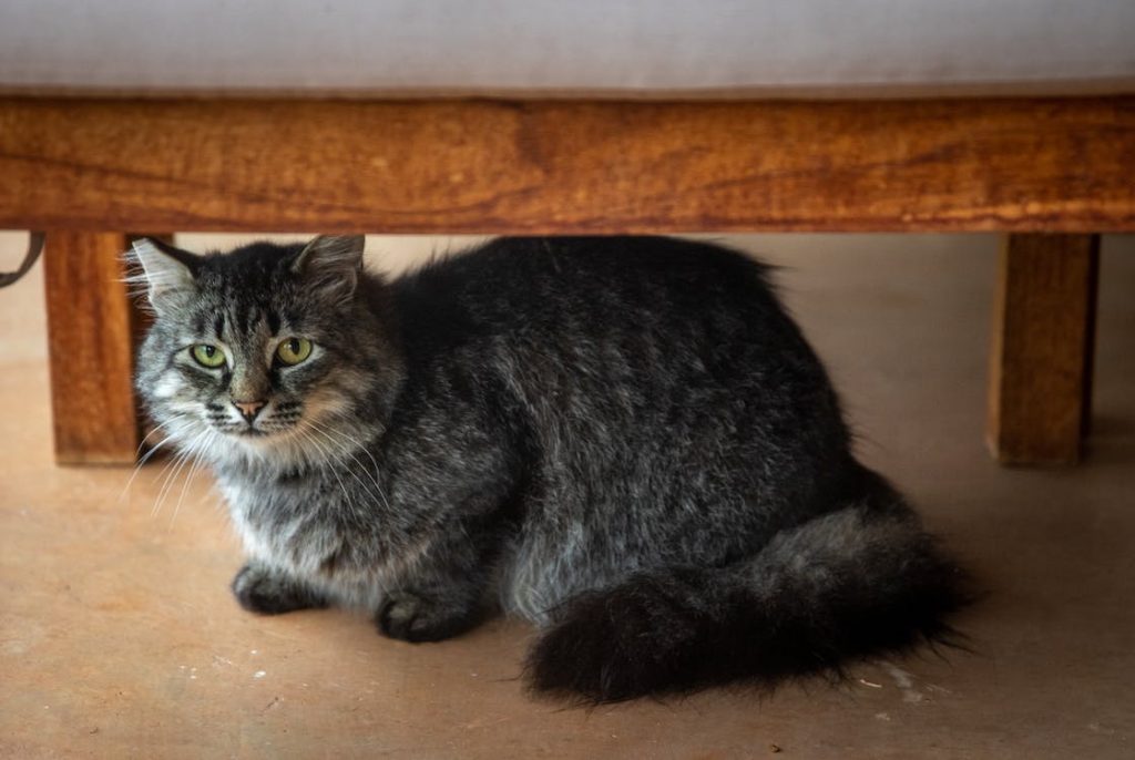 Why Is My Cat Hiding Under Bed? Your cat hiding under bed may be a result of sickness. When they are unwell, most animals have a propensity to hide.