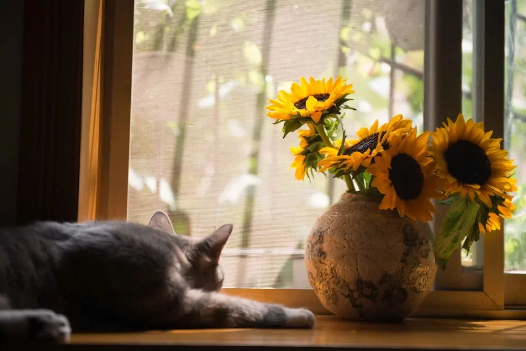 Why Is Your Cat Looking Out The Window? It can be something that caught their attention, such as a leaf blowing. Looking out of the window gives your cat stimulation.