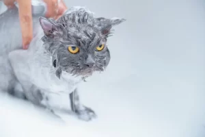 Best flea shampoo for cats