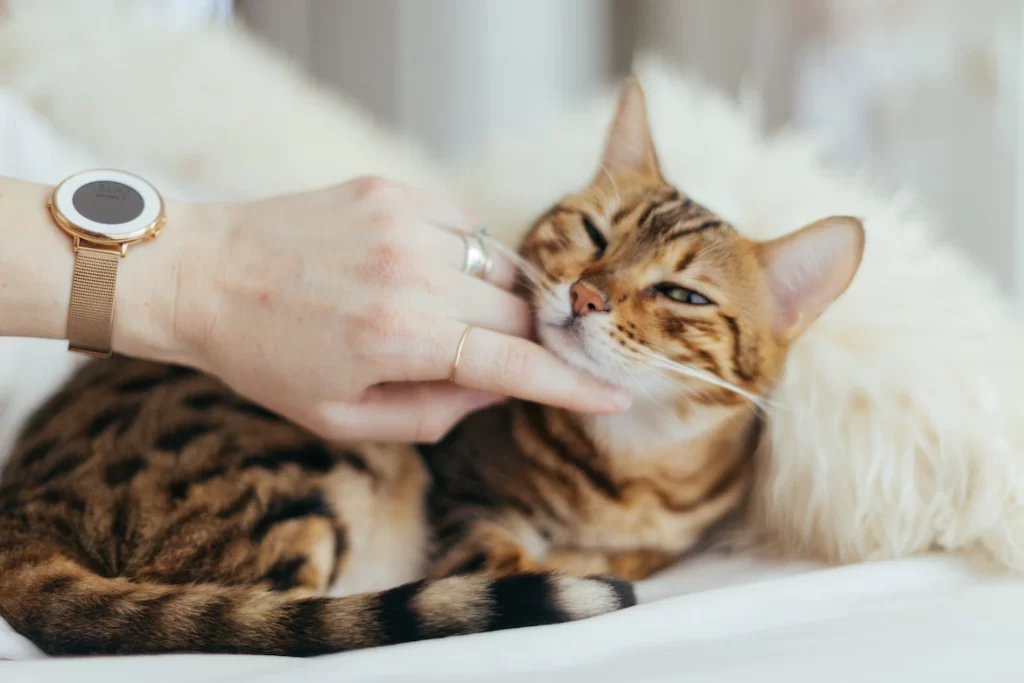 There are numerous underlying reasons for diarrhea, ranging in severity from moderate to extreme, and they may be symptoms that something is not quite right. We will discuss some causes of diarrhea in your cat or kitten, home treatment for cat with diarrhea, and ways to clean a cat’s diarrhea.