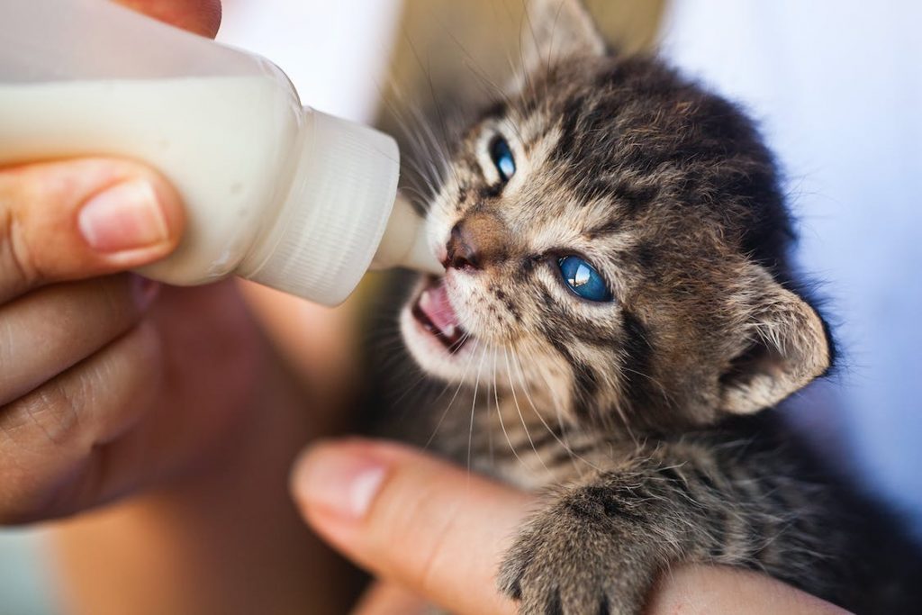 When using homemade milk for kittens formula to feed the newborn, ensure you don't use the formula beyond twenty-four hours.